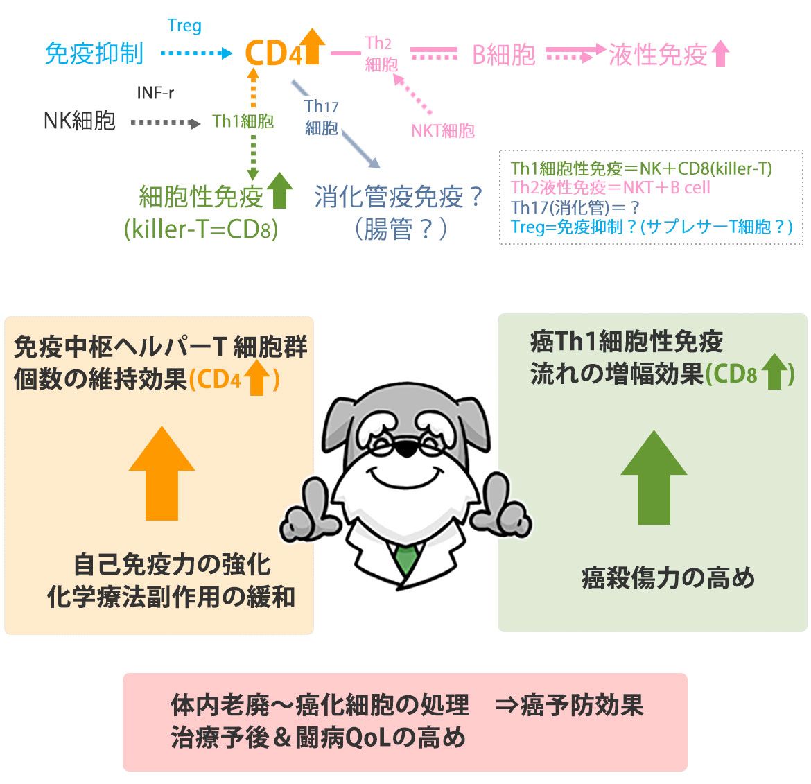 NK細胞の免疫役割について