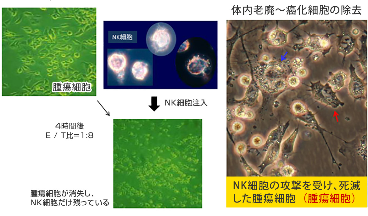 NK細胞の癌細胞殺傷実験