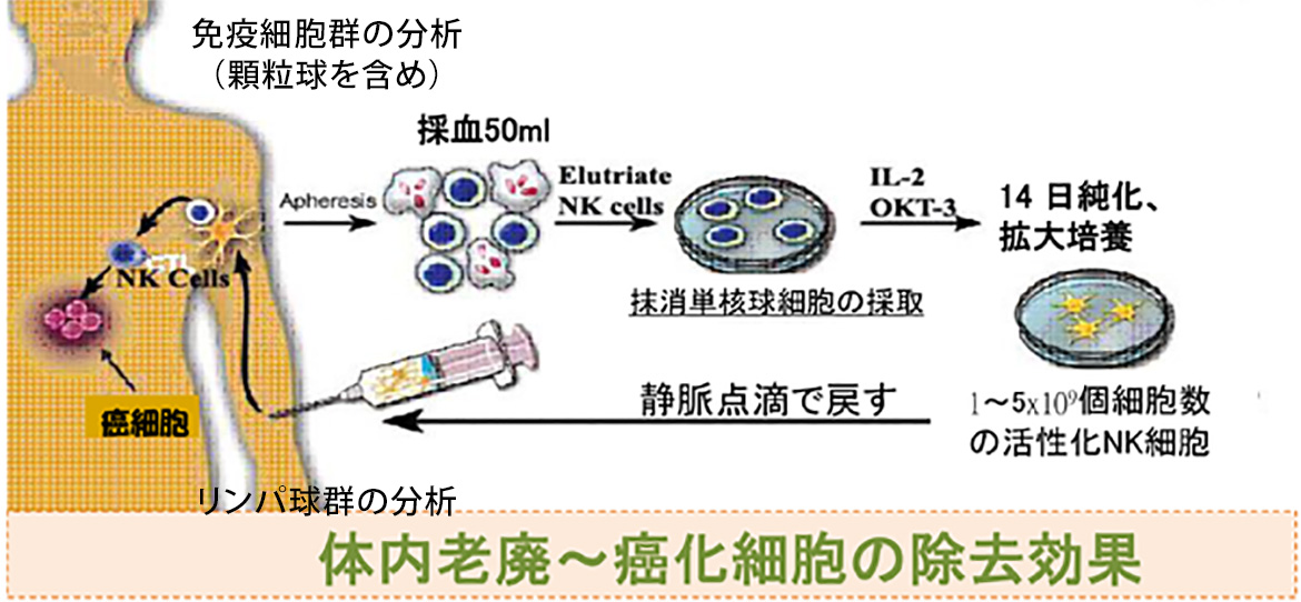 本施設の自己NK細胞免疫療法の拡大培養過