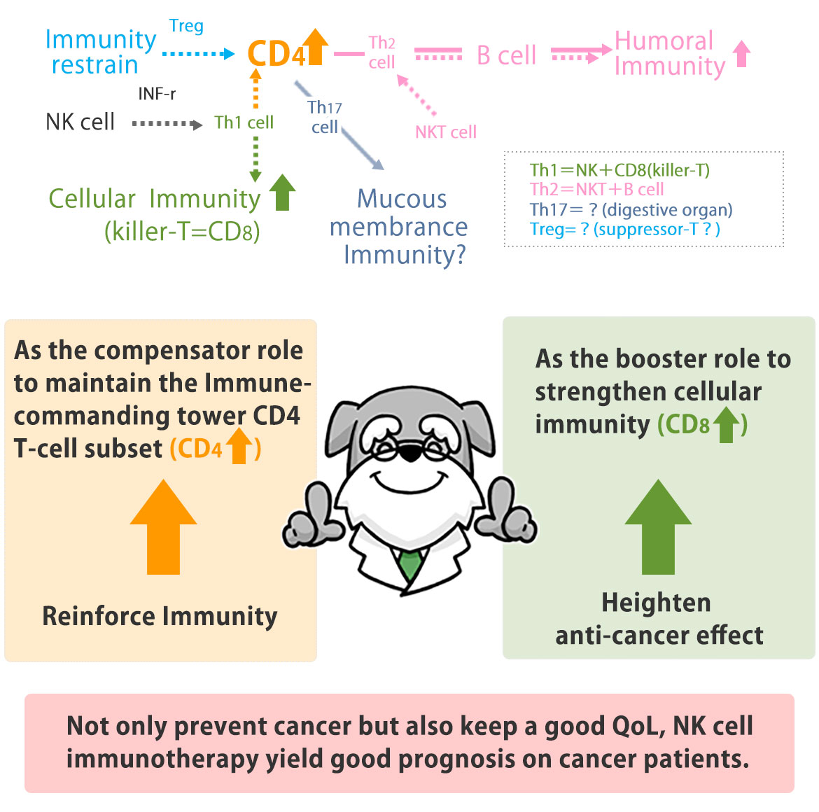How does the NK Cell Immunotherapy  work in our immunity？