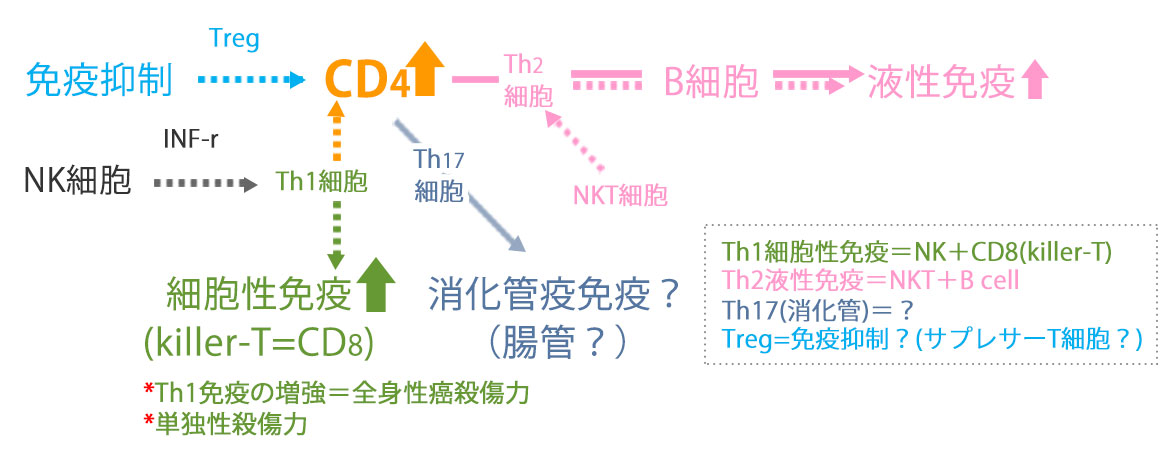 NK細胞の免疫役割について