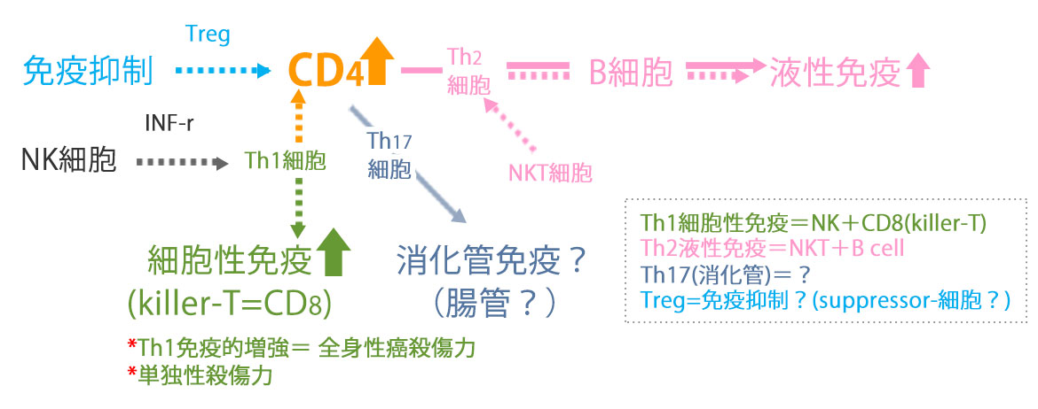 NK細胞在免疫系統中扮演的角色？