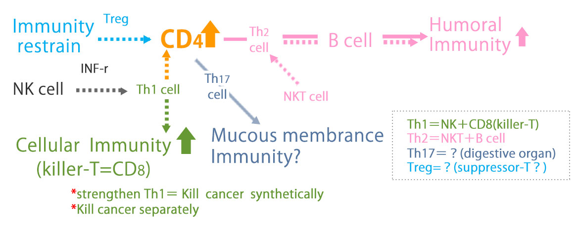 How does the NK Cell Immunotherapy work in our immunity？