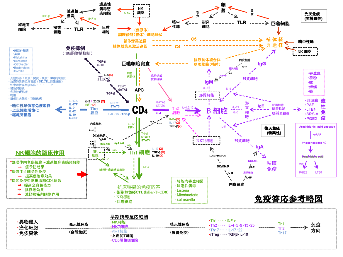 免疫答応参考略図