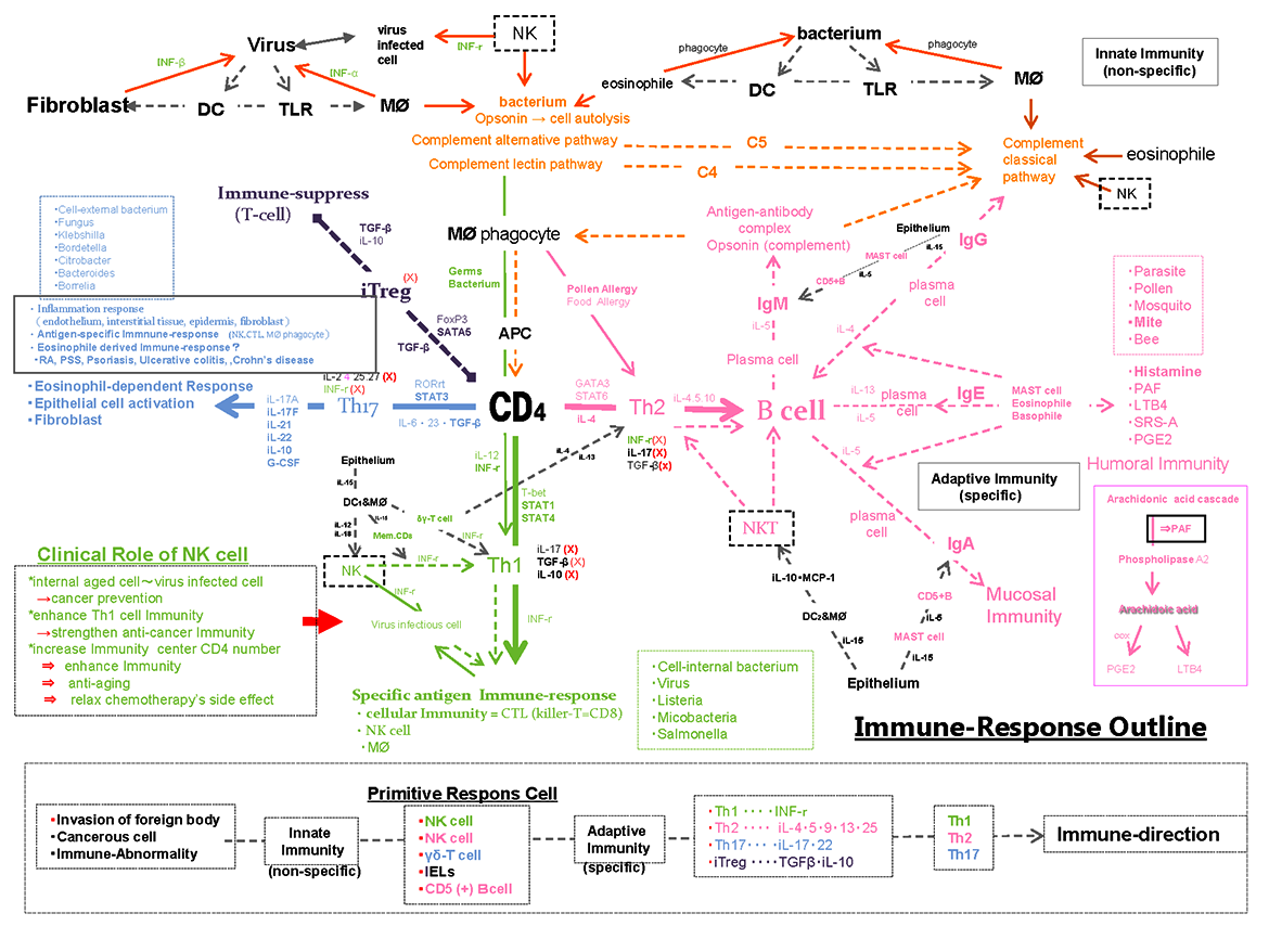 Immune-Response Outline